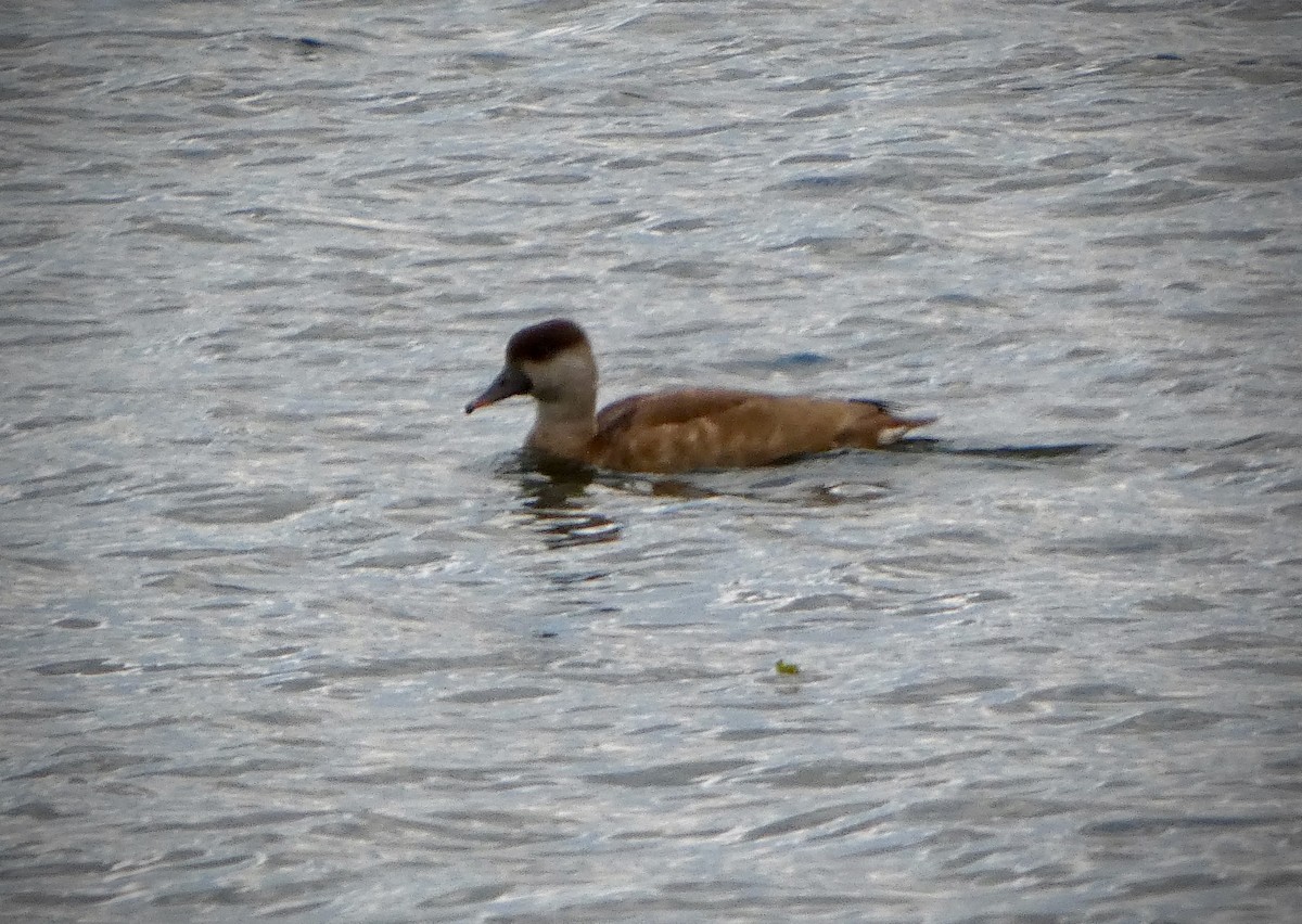 Pato Colorado - ML610477558