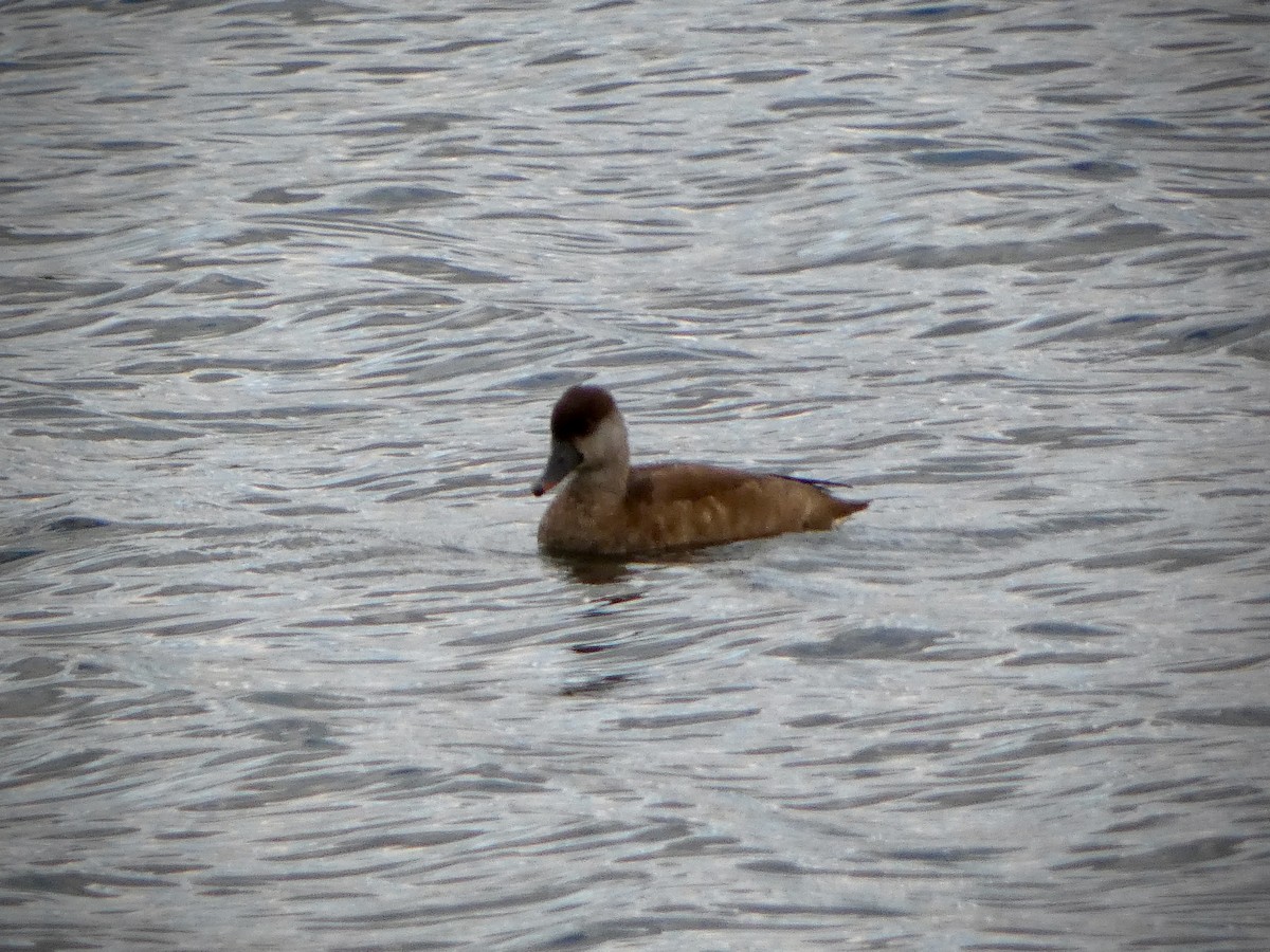 Pato Colorado - ML610477559