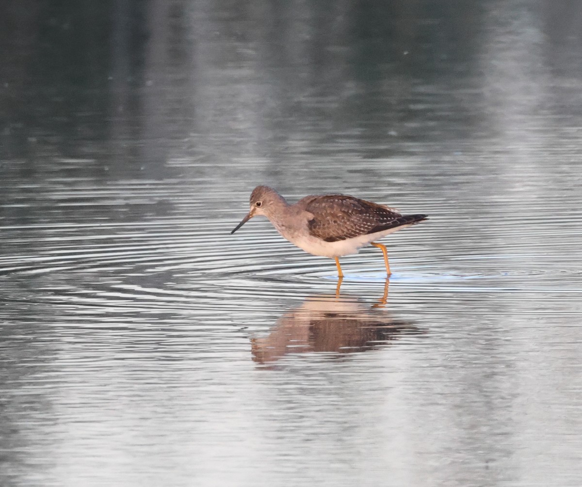 Lesser Yellowlegs - Stefan Aki Ragnarsson