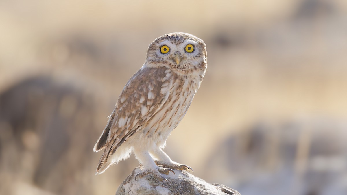 Little Owl (Lilith) - ML610477733