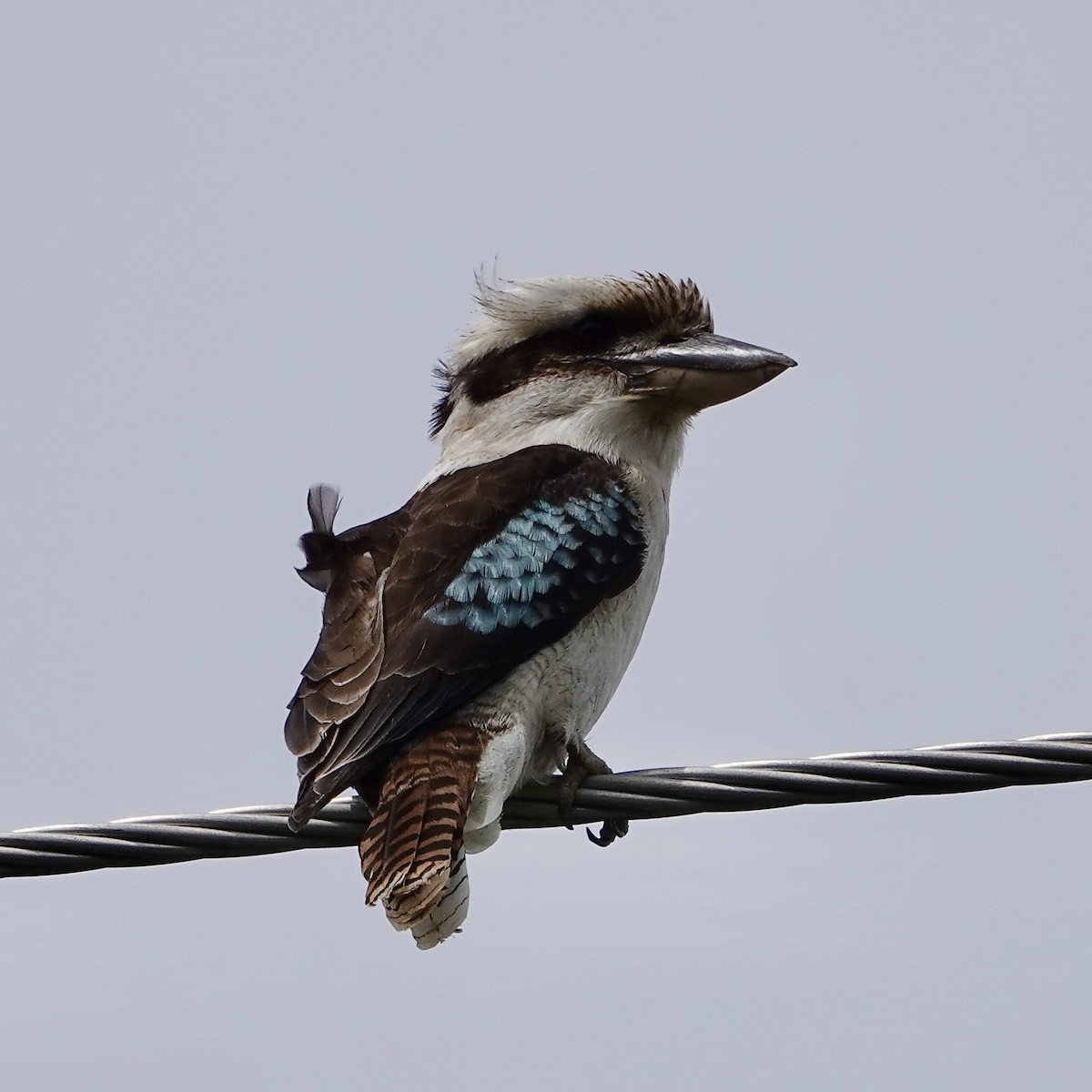 Laughing Kookaburra - ML610477738