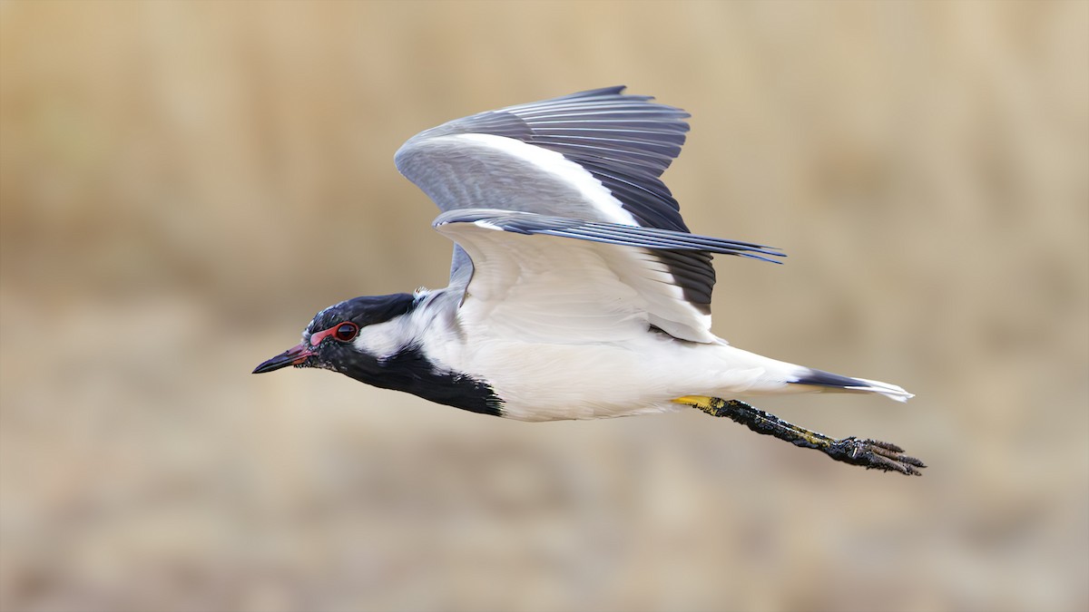 Red-wattled Lapwing - ML610477747