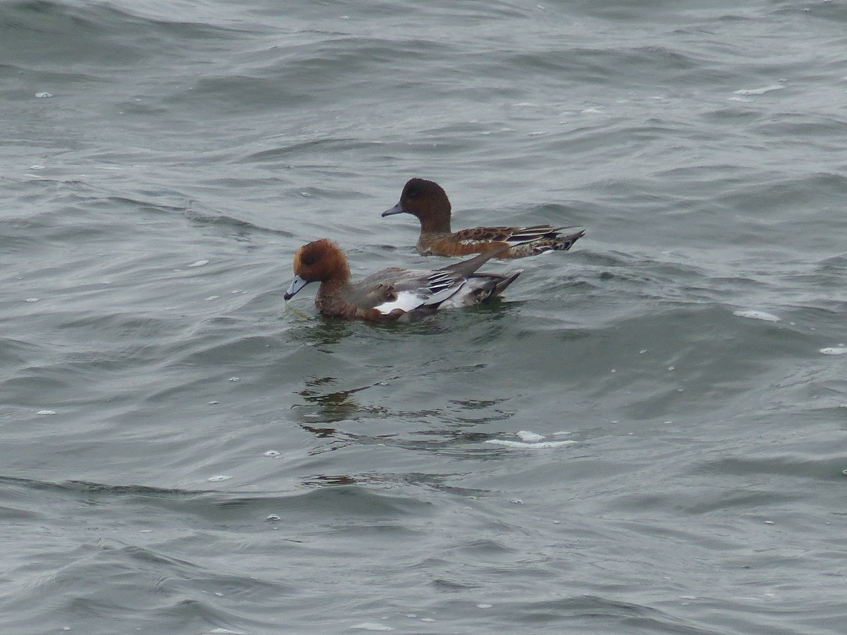 Eurasian Wigeon - Christopher LeBlanc