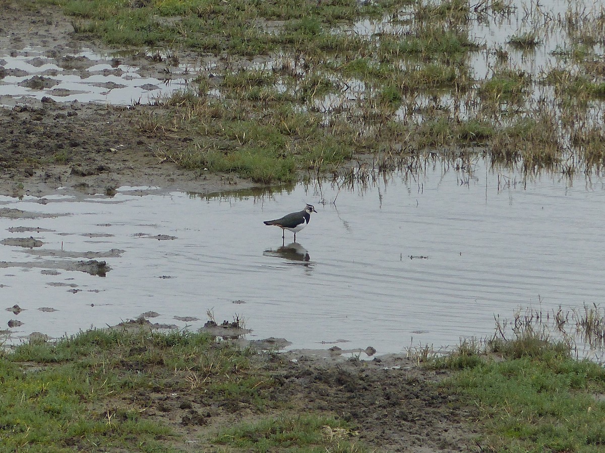 Northern Lapwing - Christopher LeBlanc