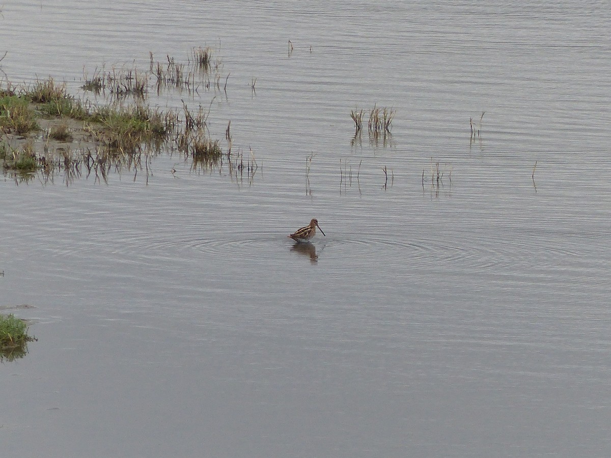 Common Snipe - ML610477817