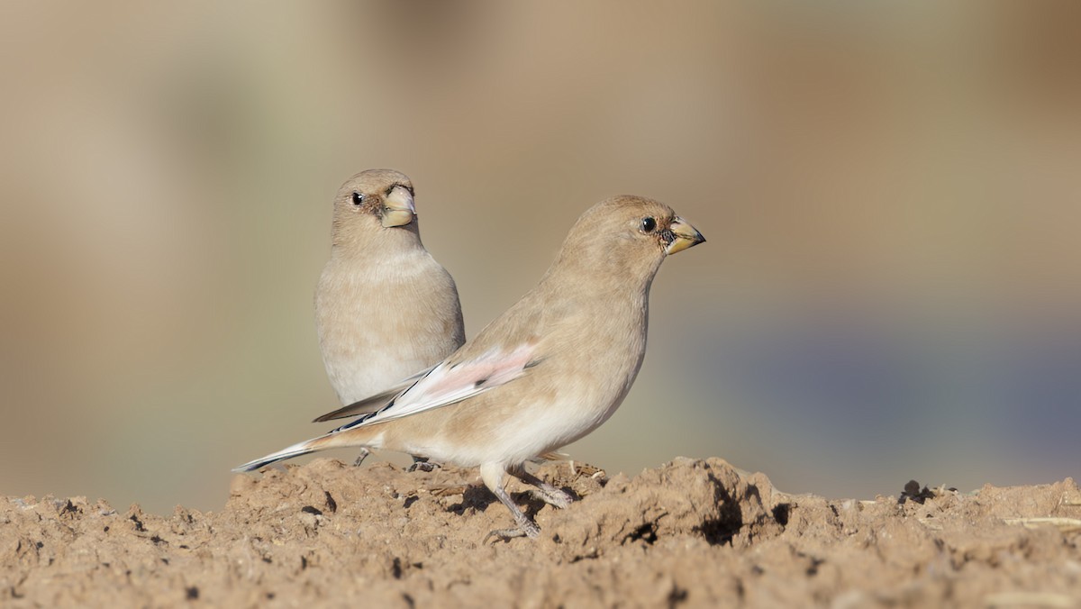 Desert Finch - SONER SABIRLI