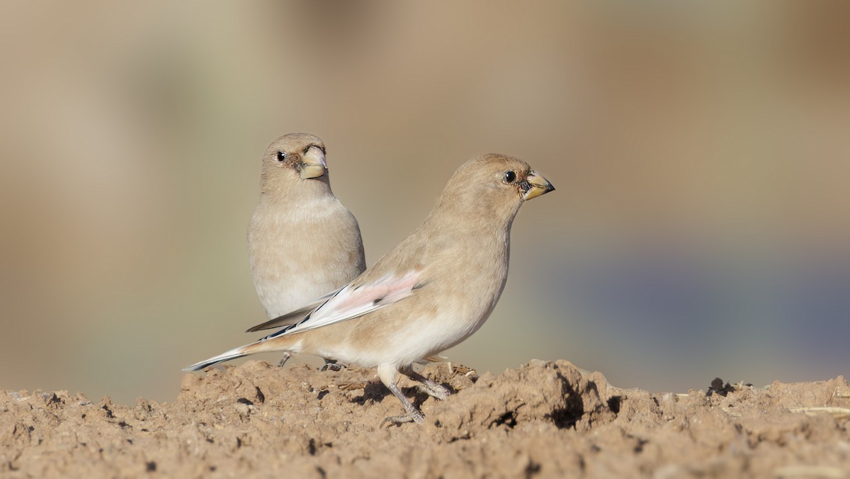 Desert Finch - ML610477818