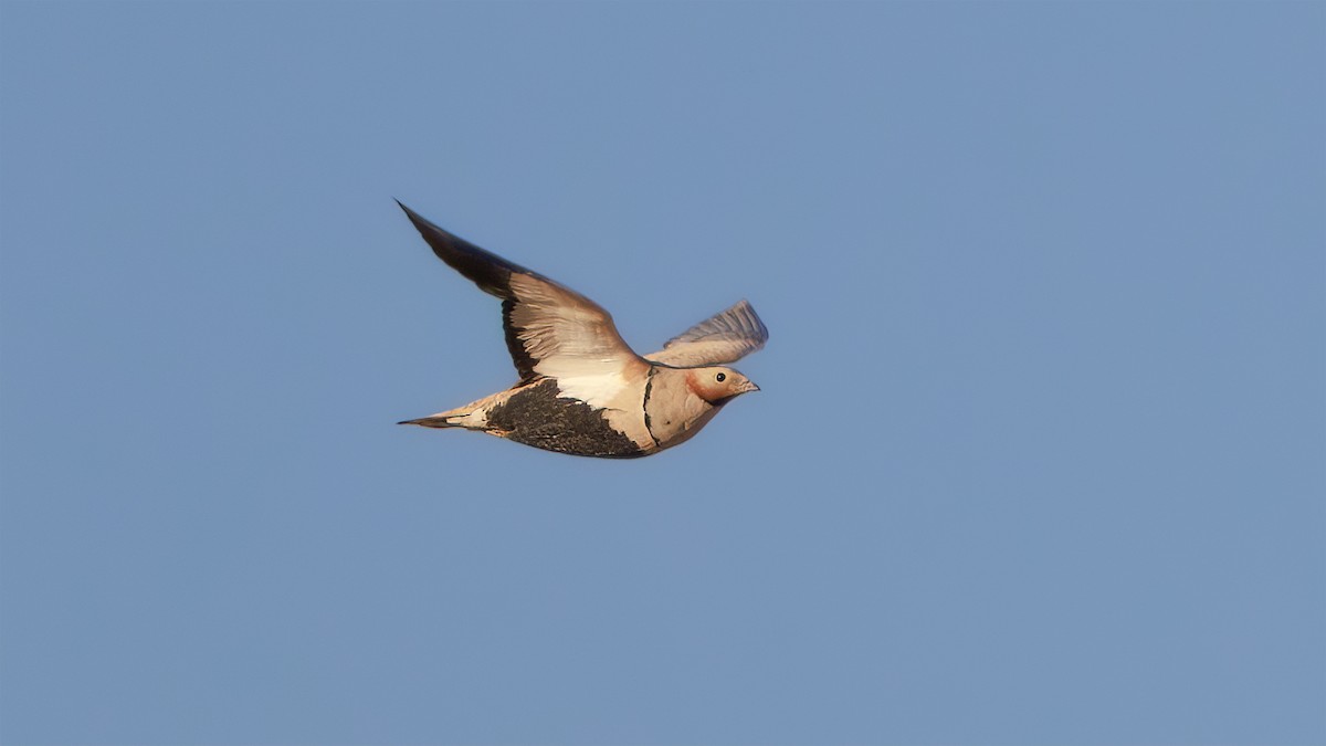 Black-bellied Sandgrouse - ML610477834