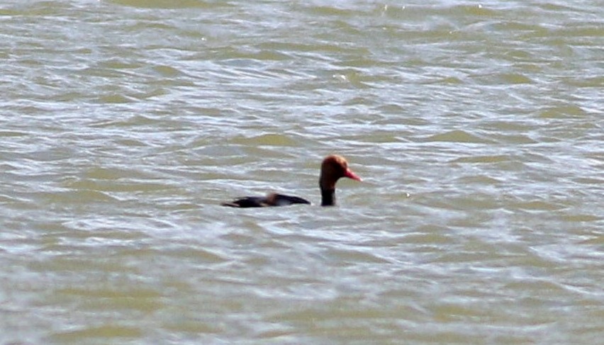 Red-crested Pochard - Miguel García