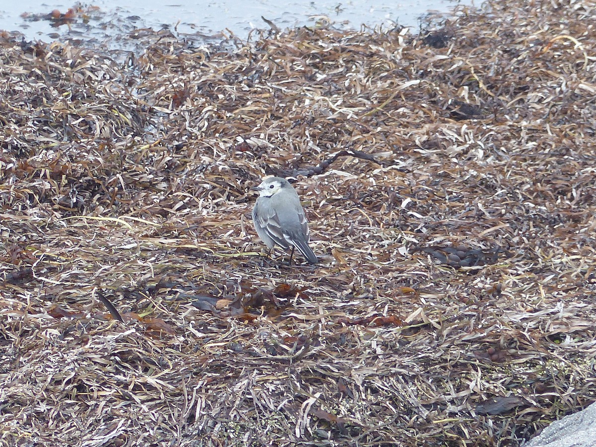 White Wagtail - ML610477859