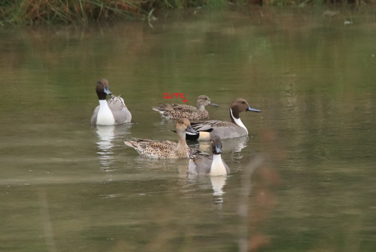 Green-winged Teal - ML610477897