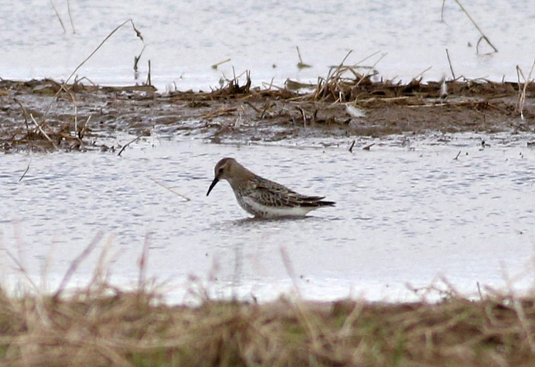 Dunlin - Miguel García