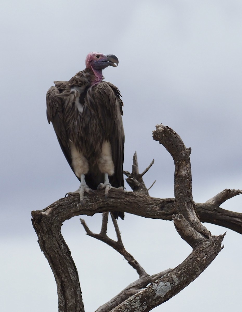Lappet-faced Vulture - ML610478020