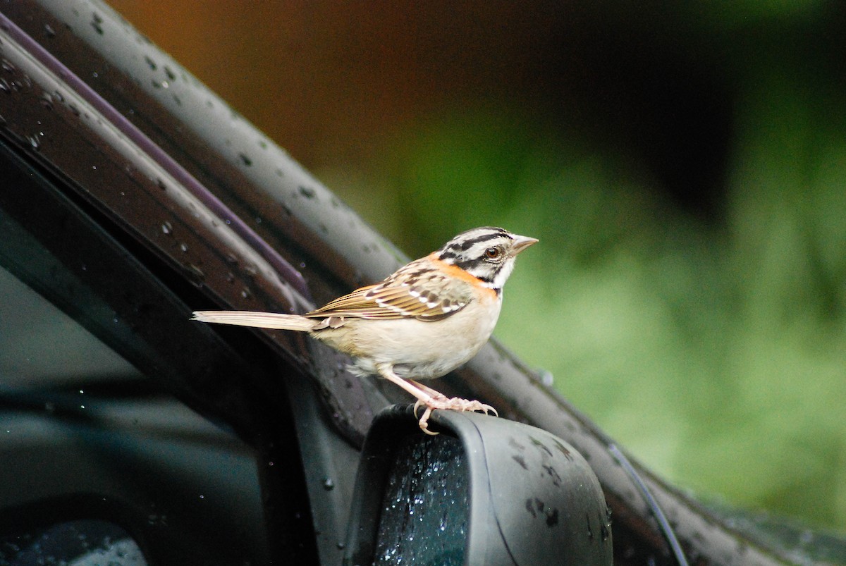 Rufous-collared Sparrow - ML610478024