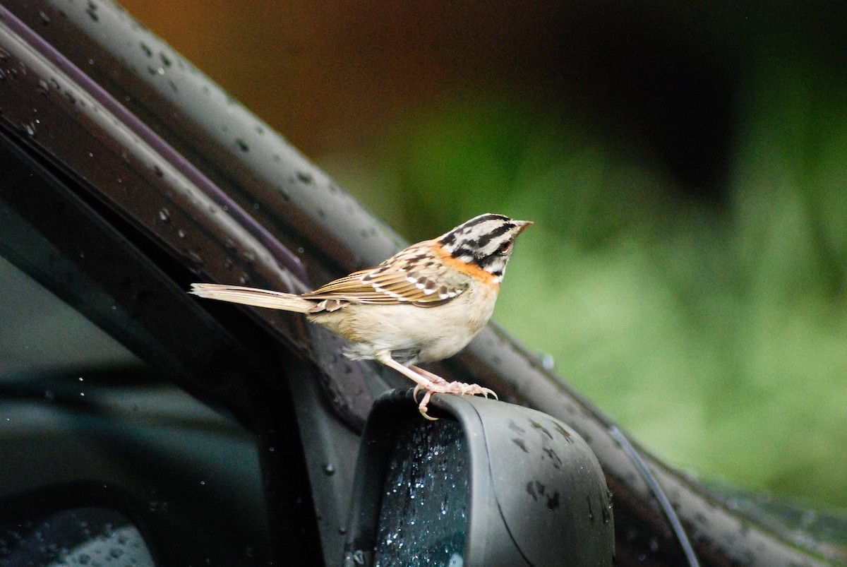 Rufous-collared Sparrow - ML610478025