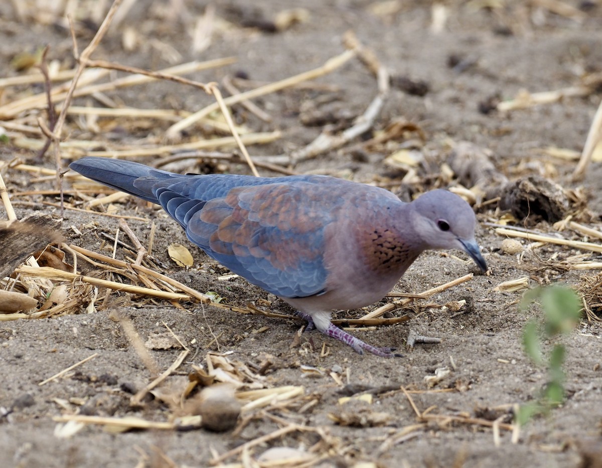 Laughing Dove - ML610478052