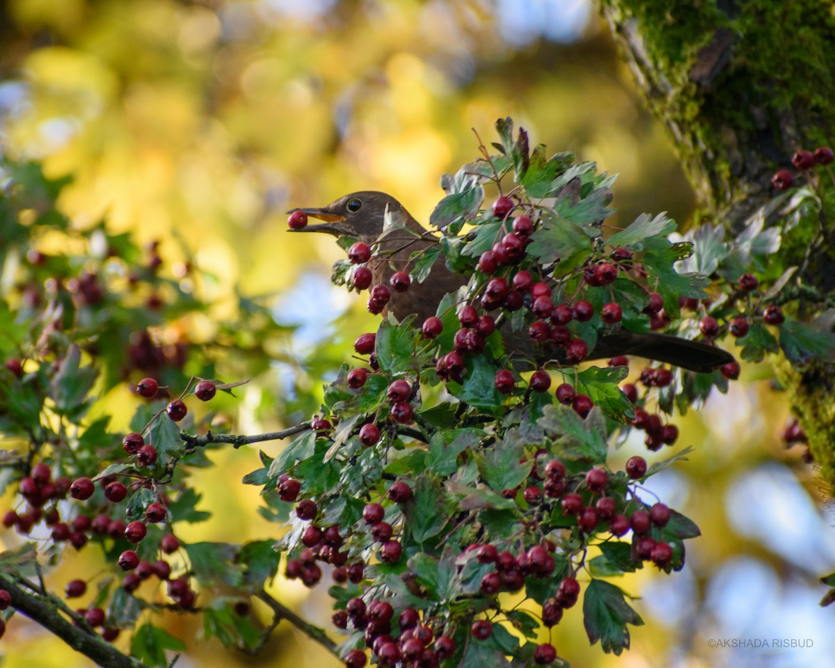 Дуулгат хөөндэй - ML610478291
