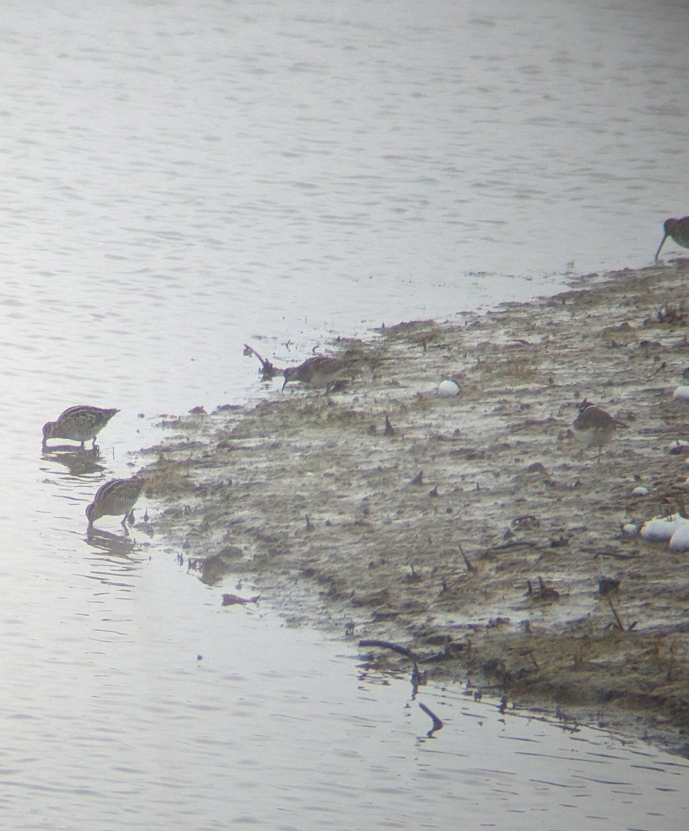 Pectoral Sandpiper - ML610478303