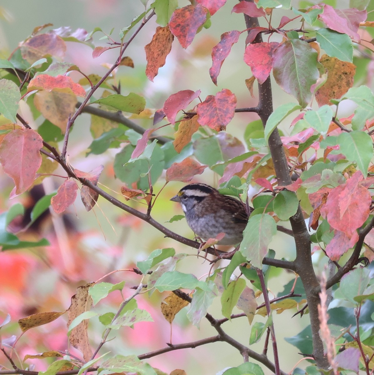 White-throated Sparrow - ML610478322