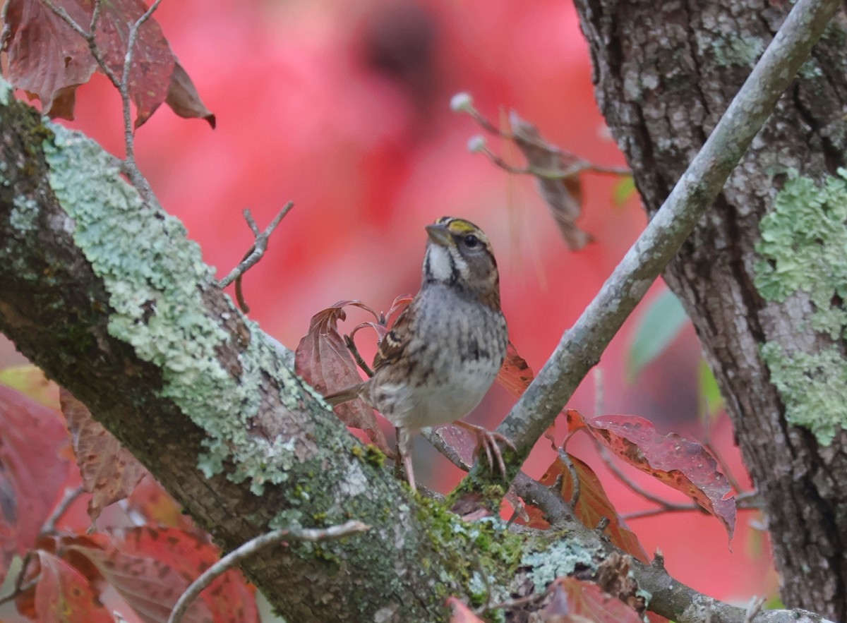 White-throated Sparrow - ML610478323