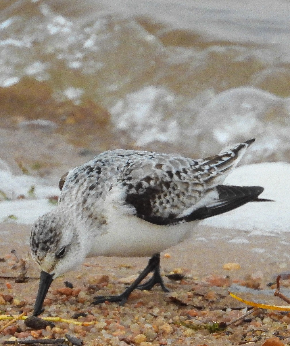 Sanderling - ML610478327