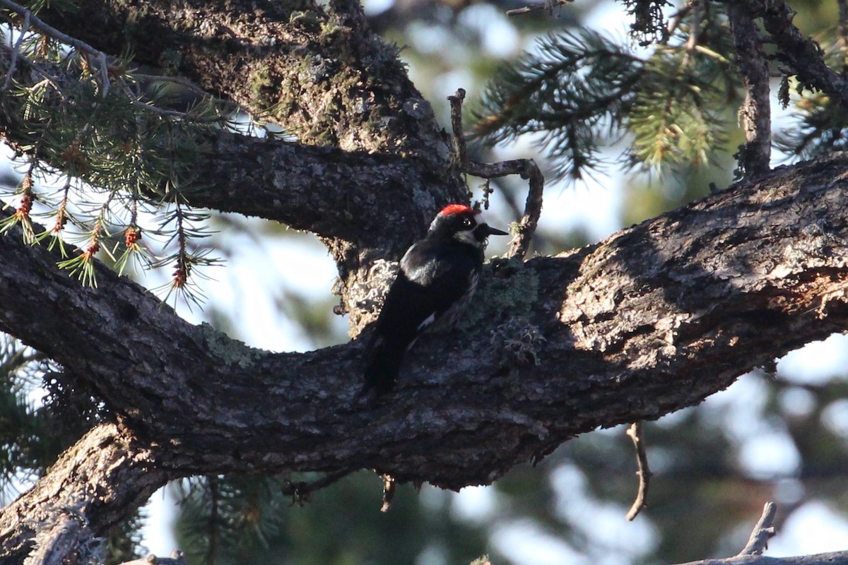 Acorn Woodpecker - ML610478351