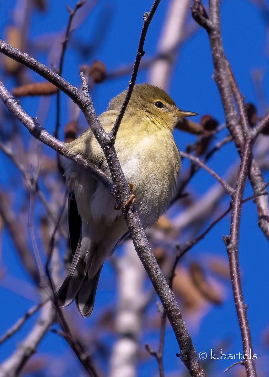 Pine Warbler - ML610478364