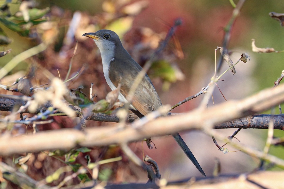 Yellow-billed Cuckoo - ML610478401