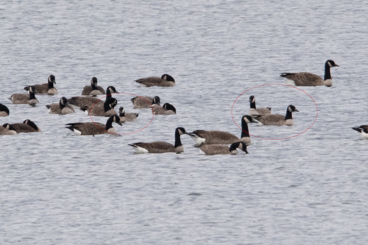 Cackling Goose - Sue Barth