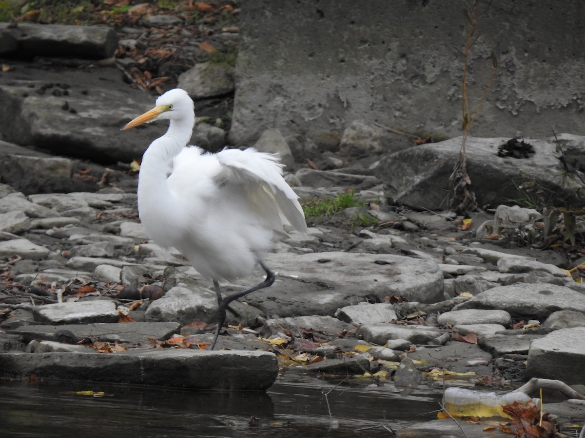 Great Egret - ML610478455