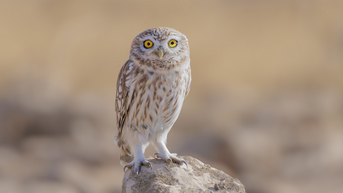 Little Owl (Lilith) - ML610478461