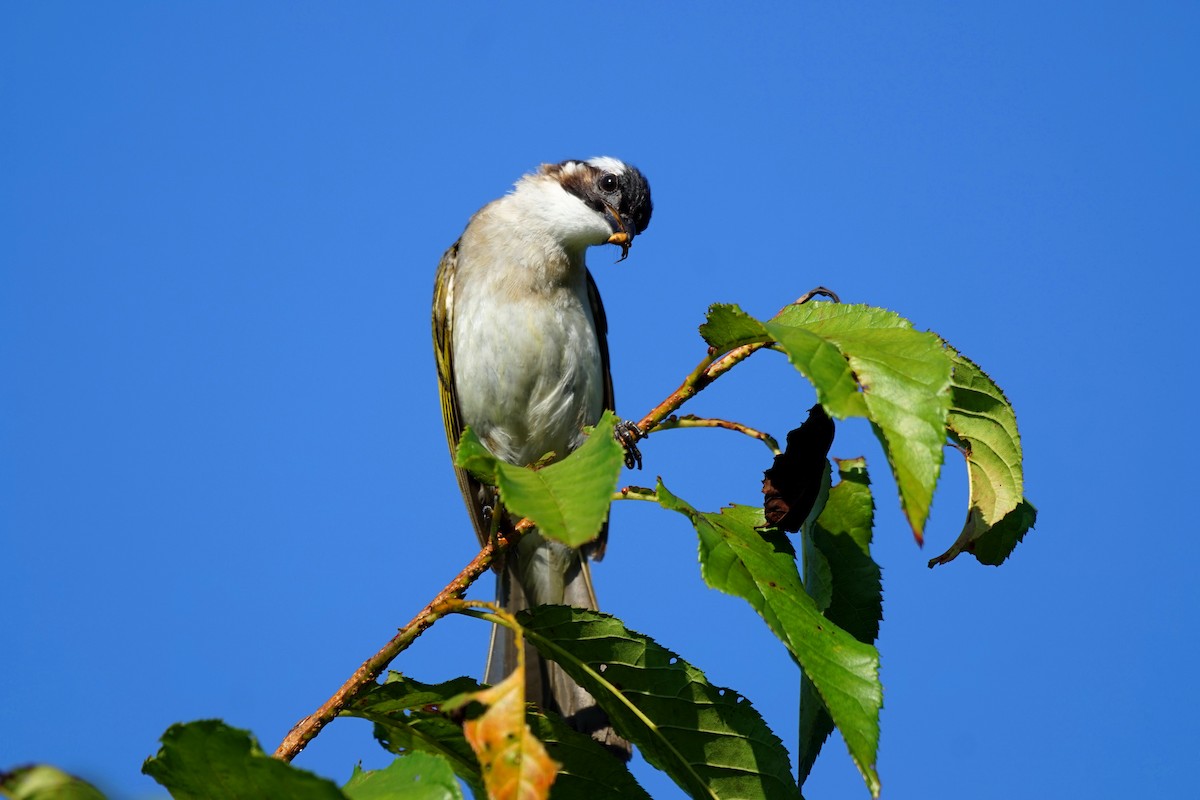 Light-vented Bulbul - ML61047871