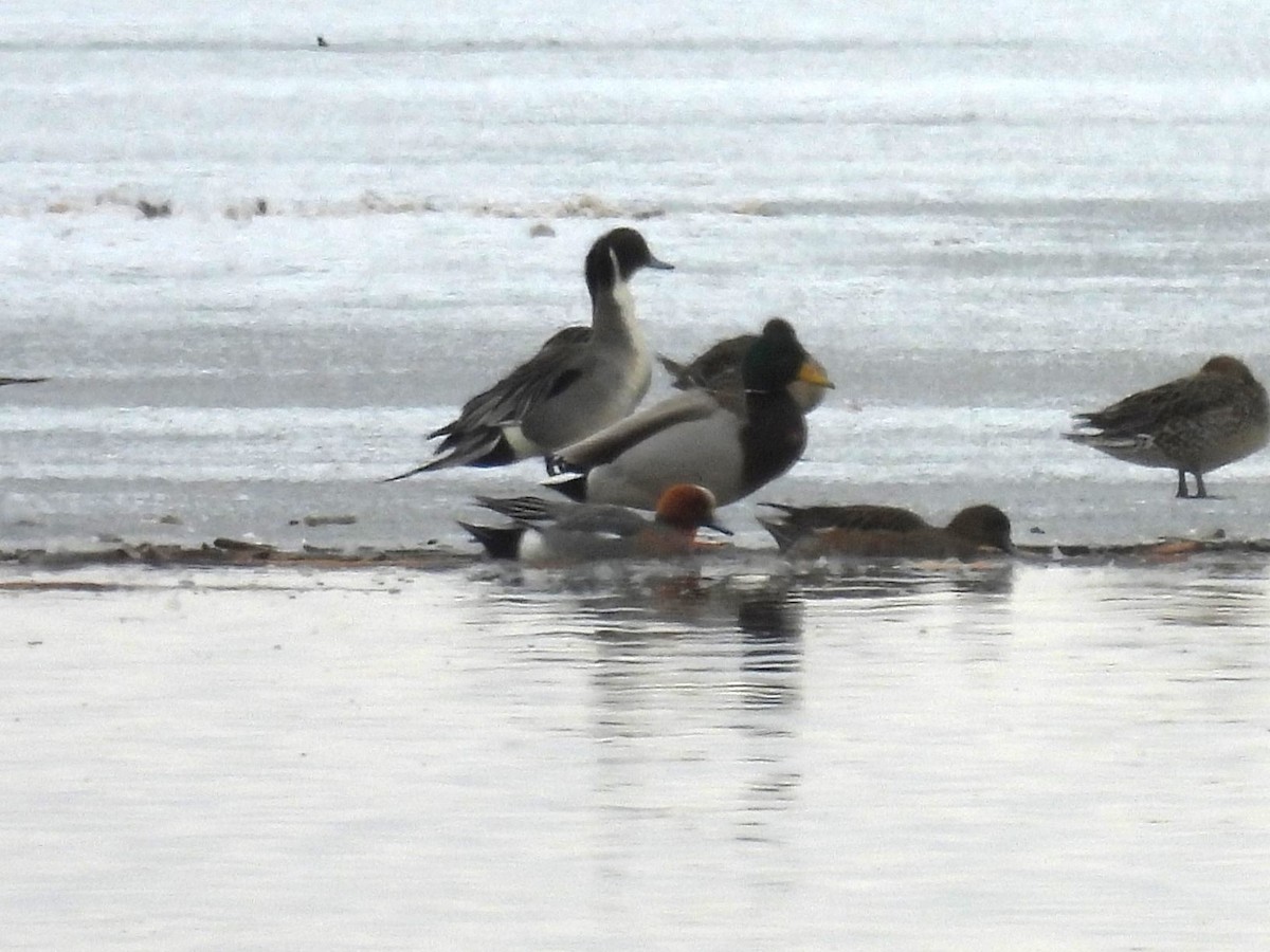 Eurasian Wigeon - ML610478770