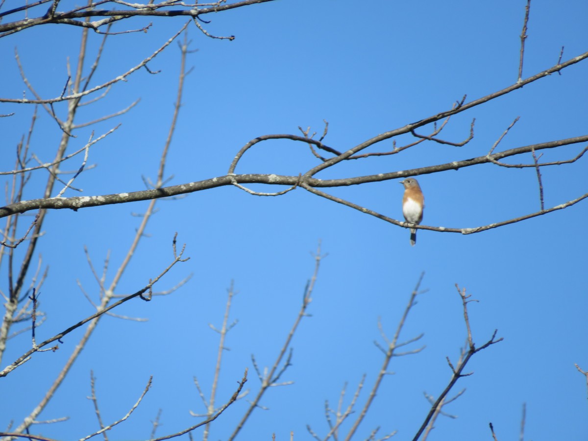 Eastern Bluebird - ML610478779