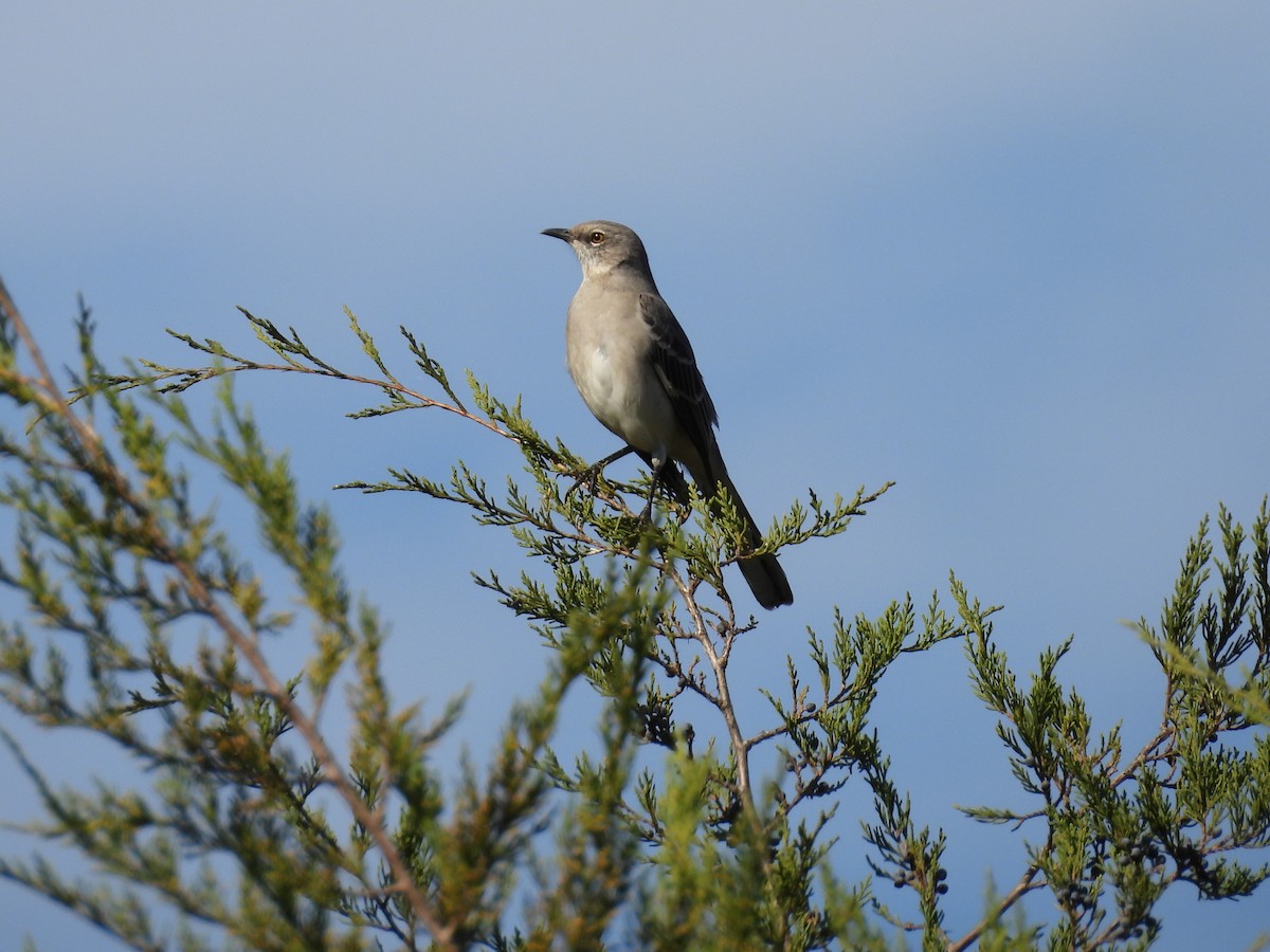 Northern Mockingbird - ML610478781