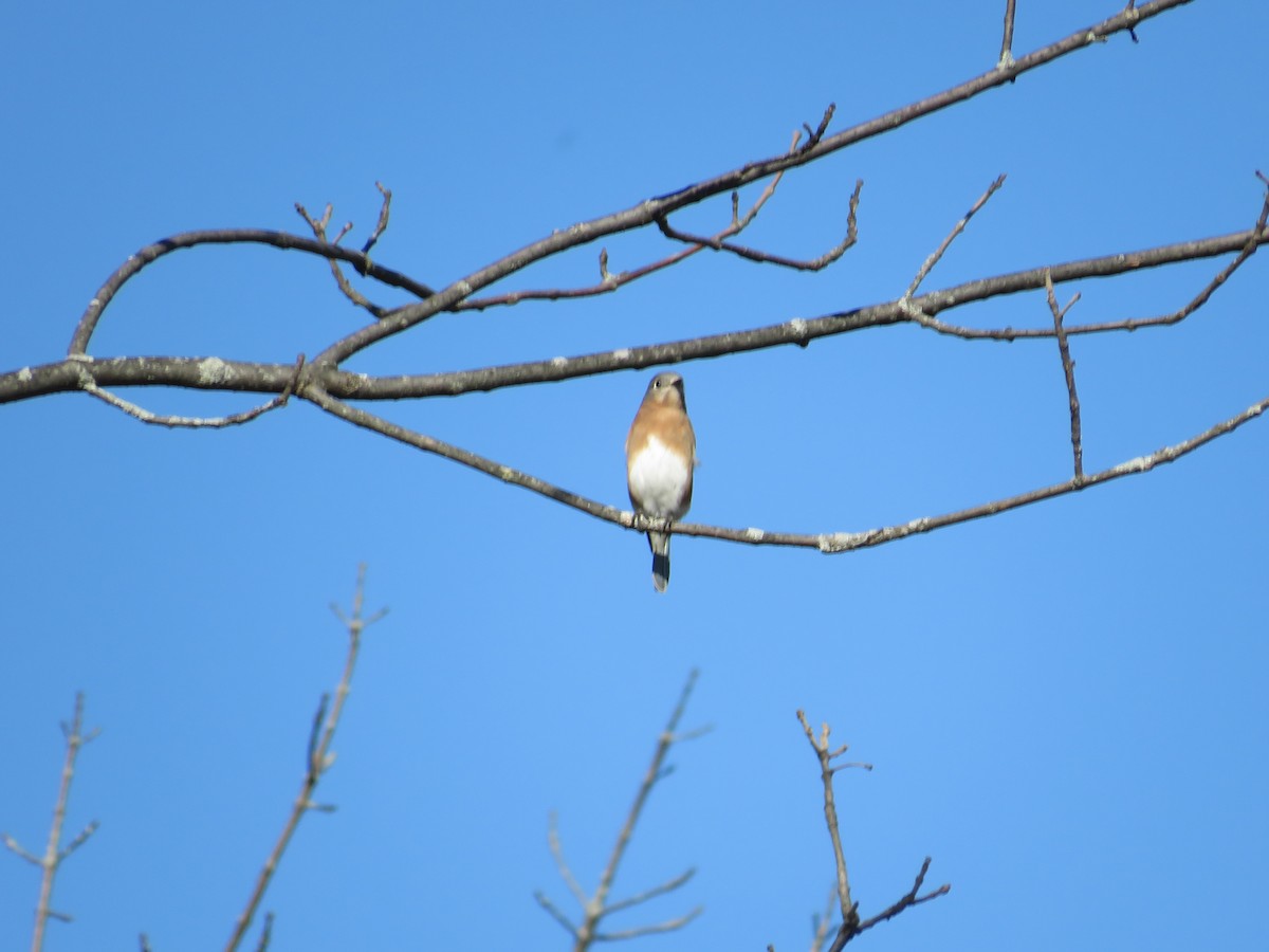 Eastern Bluebird - ML610478784