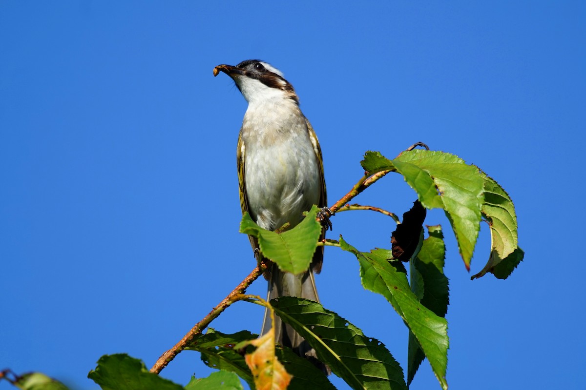 Light-vented Bulbul - ML61047881