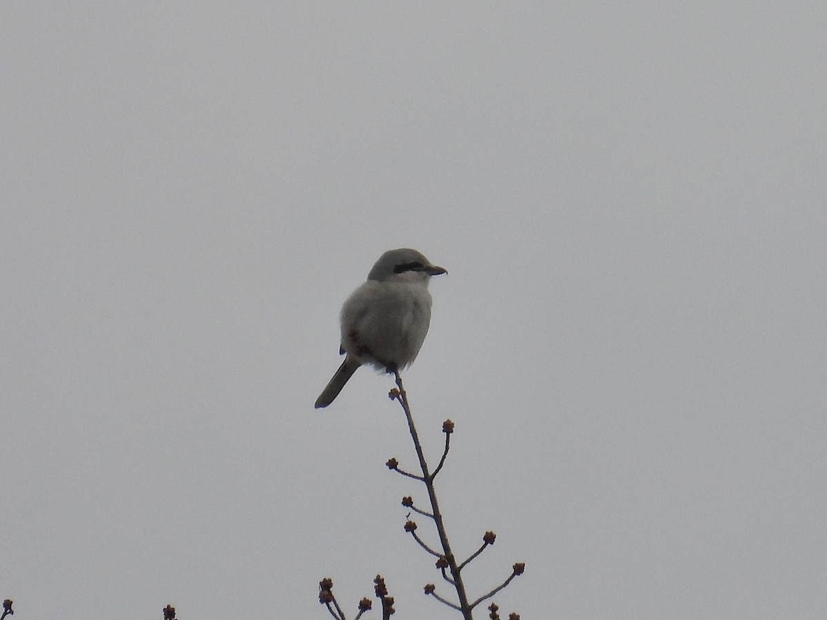 Northern Shrike - Jae Flaherty