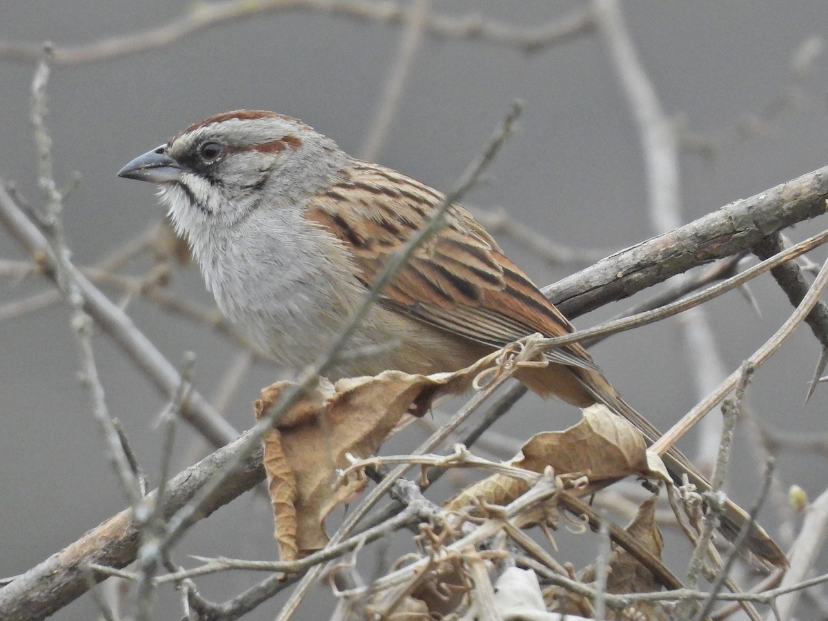Yungas Sparrow - ML610478854