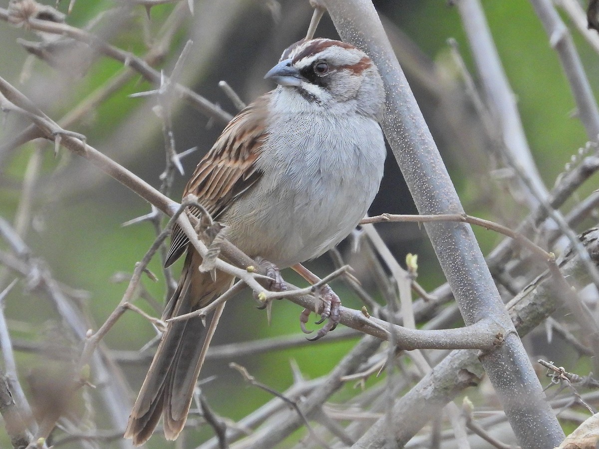 Yungas Sparrow - ML610478855