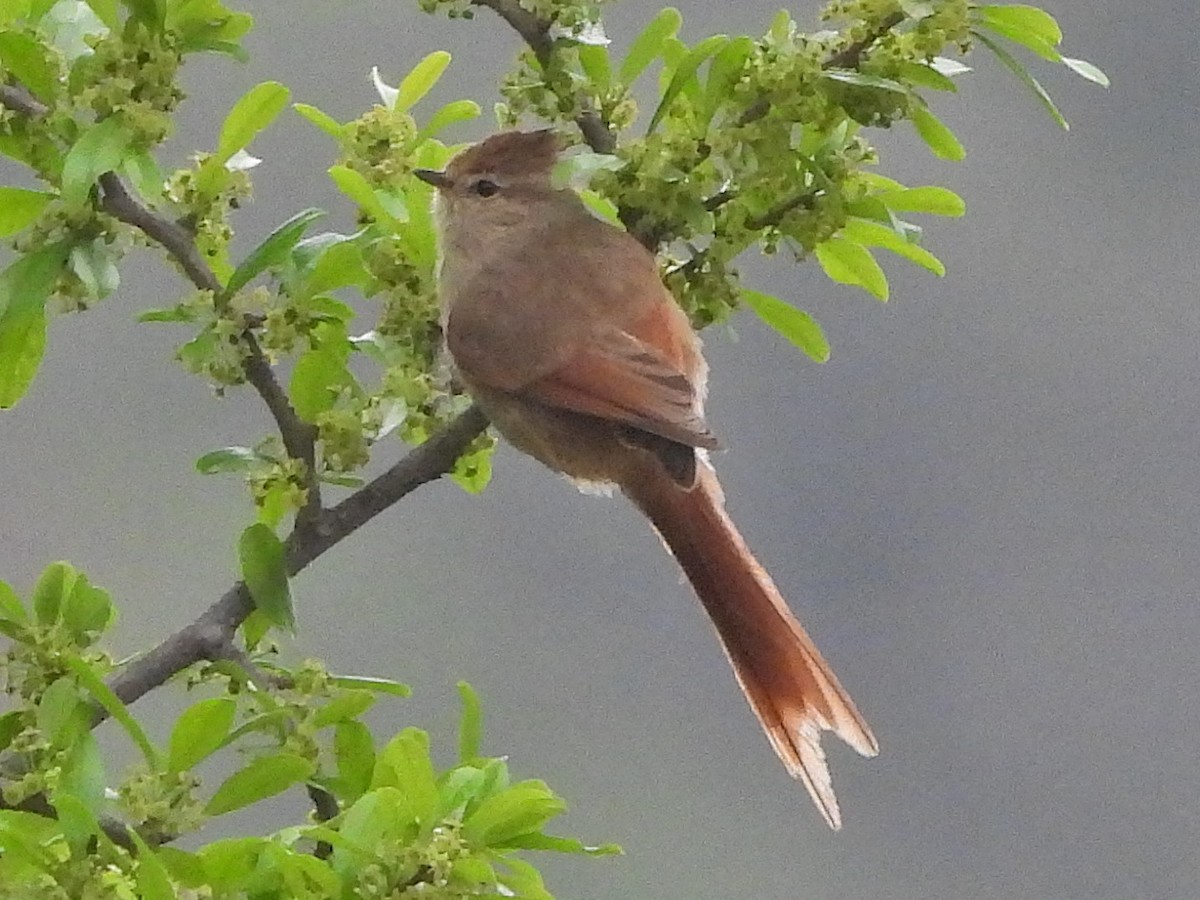 Brown-capped Tit-Spinetail - ML610478956