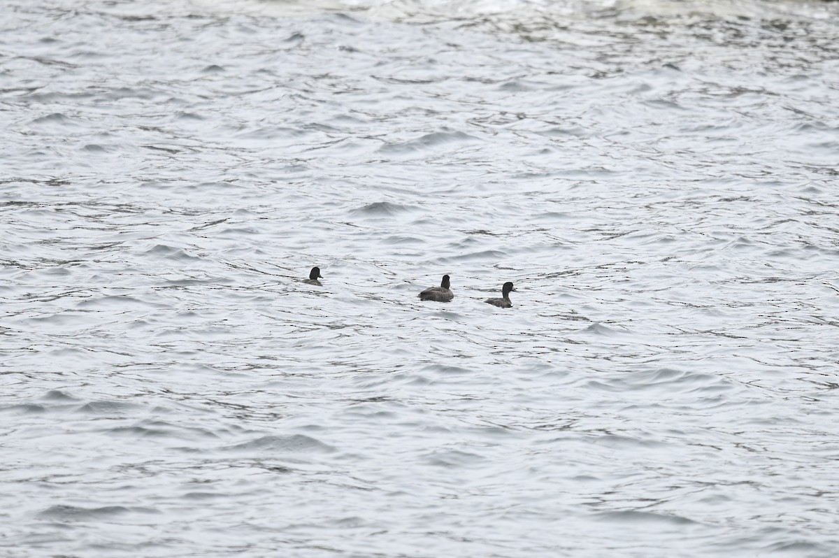 Greater Scaup - ML610479049