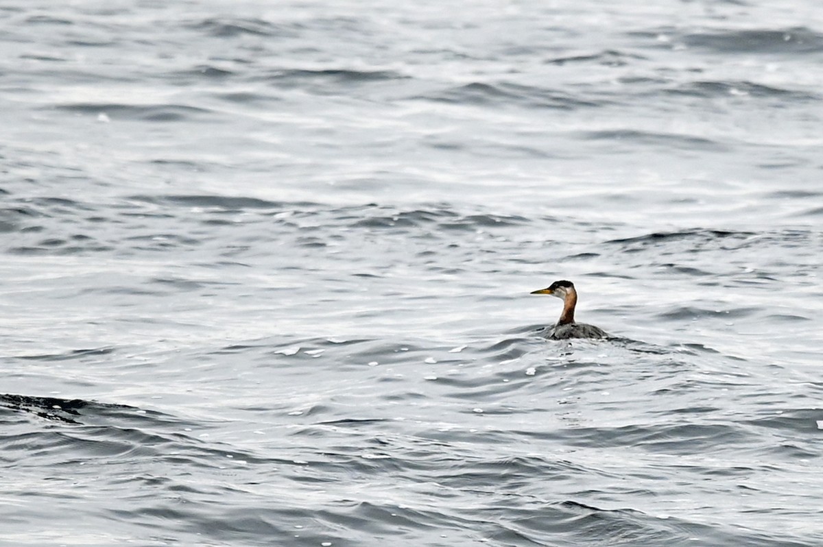 Red-necked Grebe - ML610479068