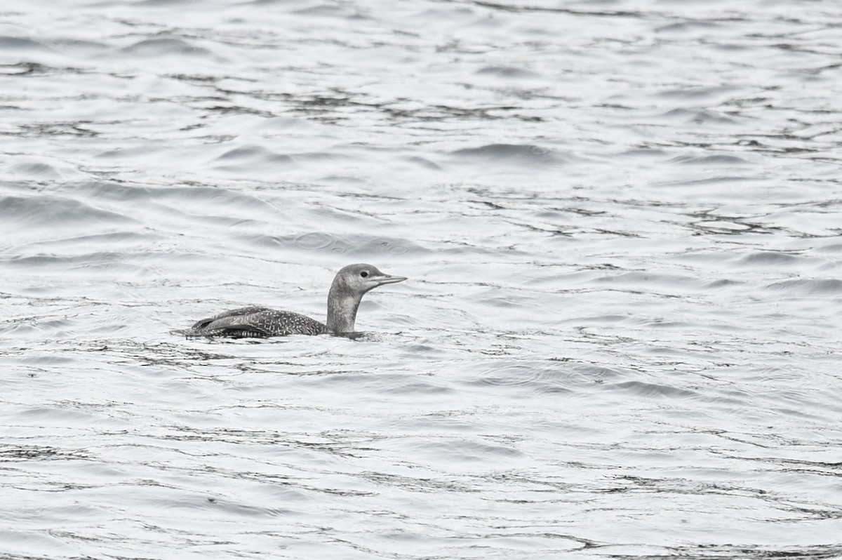 Red-throated Loon - ML610479169