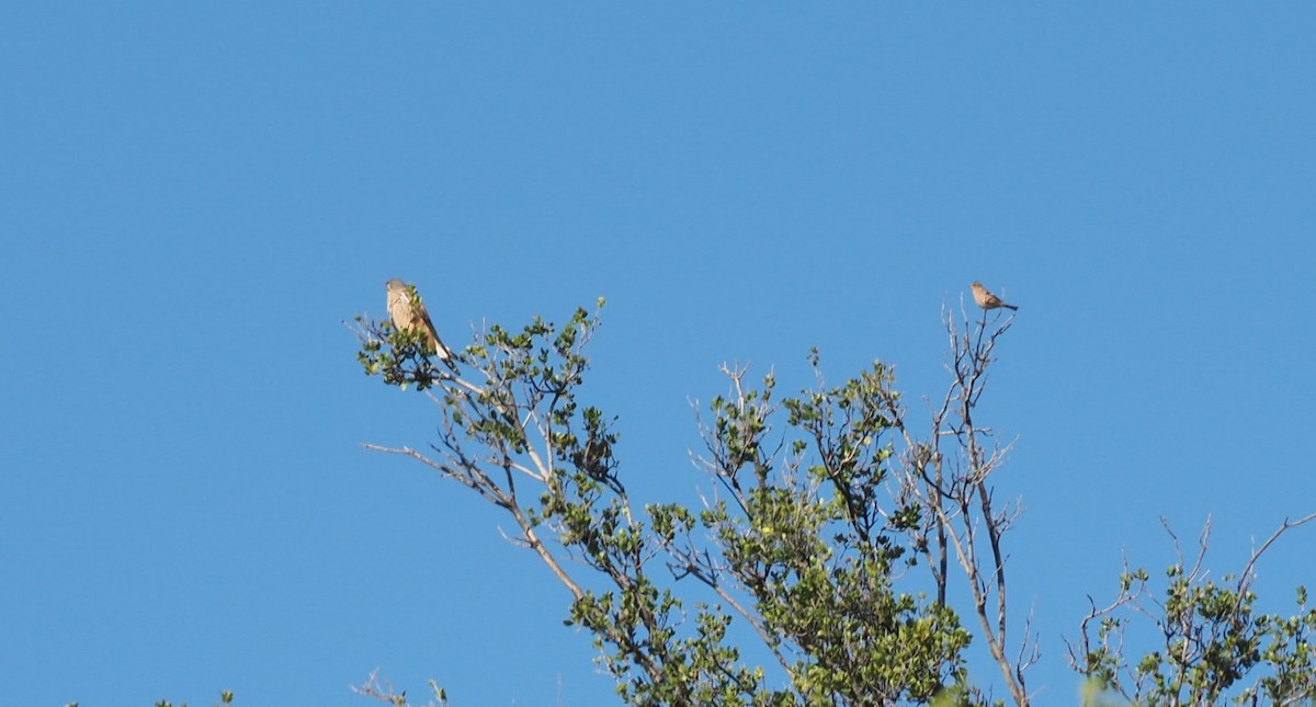 Eurasian Kestrel - André Dionne