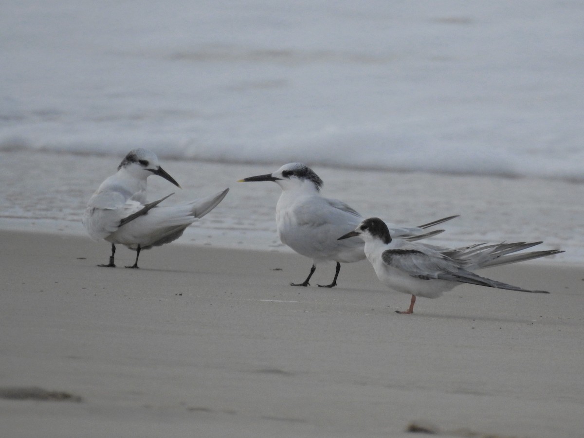 Sandwich Tern - ML610479289