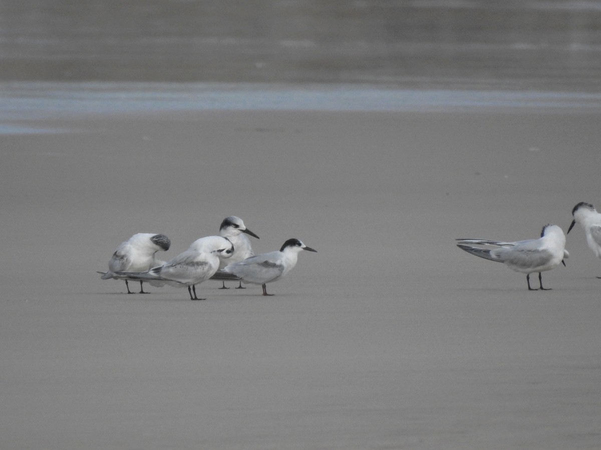 Sandwich Tern - ML610479290