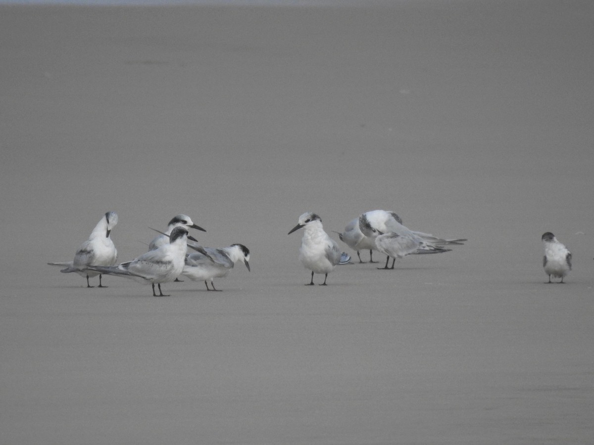 Sandwich Tern - Daniel Raposo 🦅