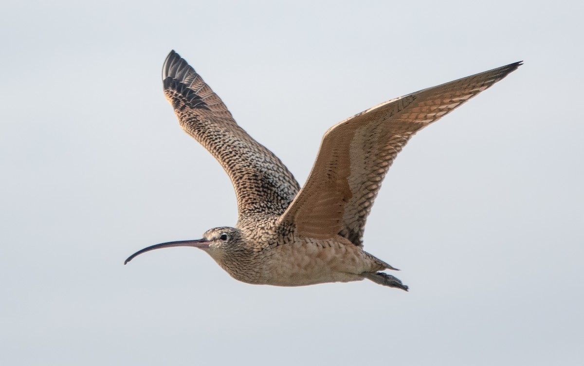 Long-billed Curlew - Gary Bloomfield