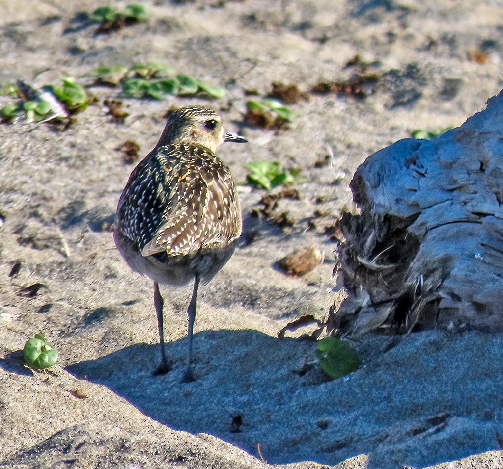 Pacific Golden-Plover - ML610479393